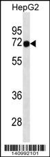 FOXN3 Antibody