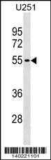 KLHDC7B Antibody