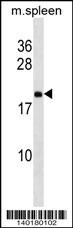 Rpl9 Antibody