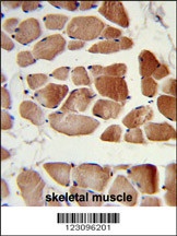 RUVBL1 Antibody