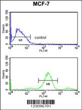 RUVBL1 Antibody