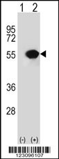 RUVBL1 Antibody