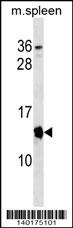 Cdkn2a Antibody