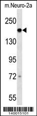 Dcc Antibody