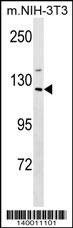 Sin3a Antibody