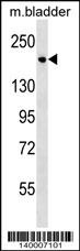 Sash1 Antibody