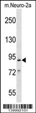 Mcm2 Antibody