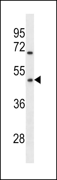 OR1Q1 Antibody