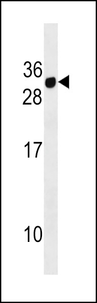 CD300E Antibody