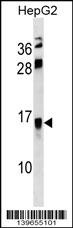 RETNLB Antibody