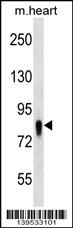 UBASH3A Antibody
