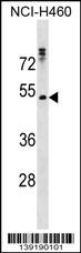 RHCG Antibody