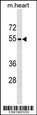 RHCG Antibody
