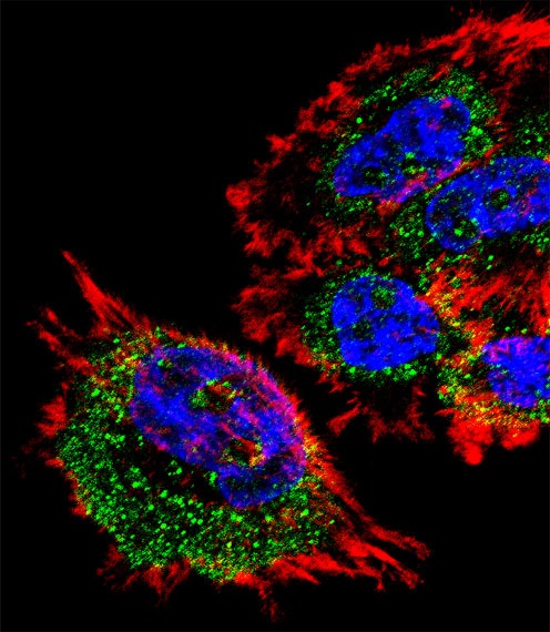 MRPL28 Antibody