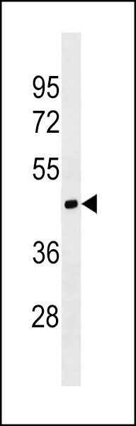 MOCS1 Antibody