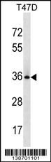 BCL2L12 Antibody