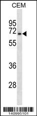 ASIC3 Antibody
