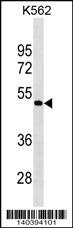 GPR39 Antibody