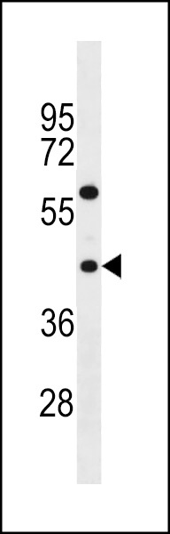TAS2R3 Antibody
