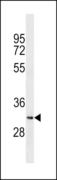 SYCE1L Antibody