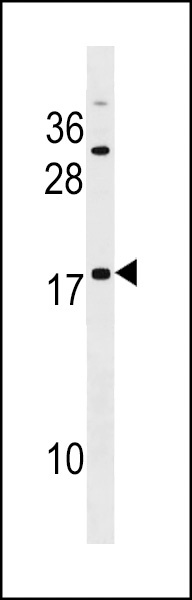 SPANXE Antibody