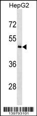 KHDRBS3 Antibody