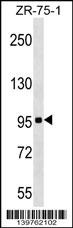 KIT Antibody