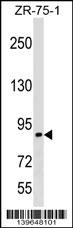 RASA3 Antibody