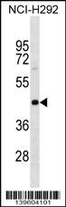 PAIP1 Antibody