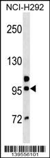 GOLGA6B Antibody