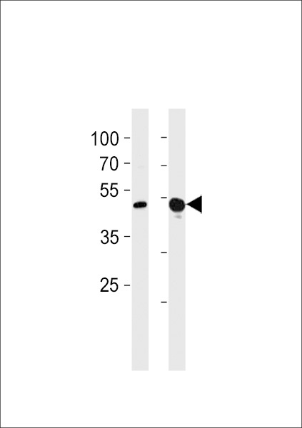 TBX4 Antibody