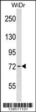 Wee1 Antibody