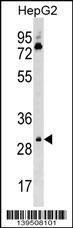 Cdk6 Antibody