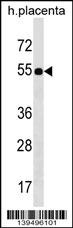 FZR1 Antibody