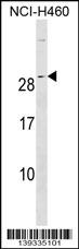 RALA Antibody