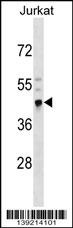 CRELD2 Antibody