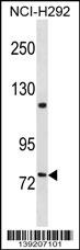 FERMT2 Antibody