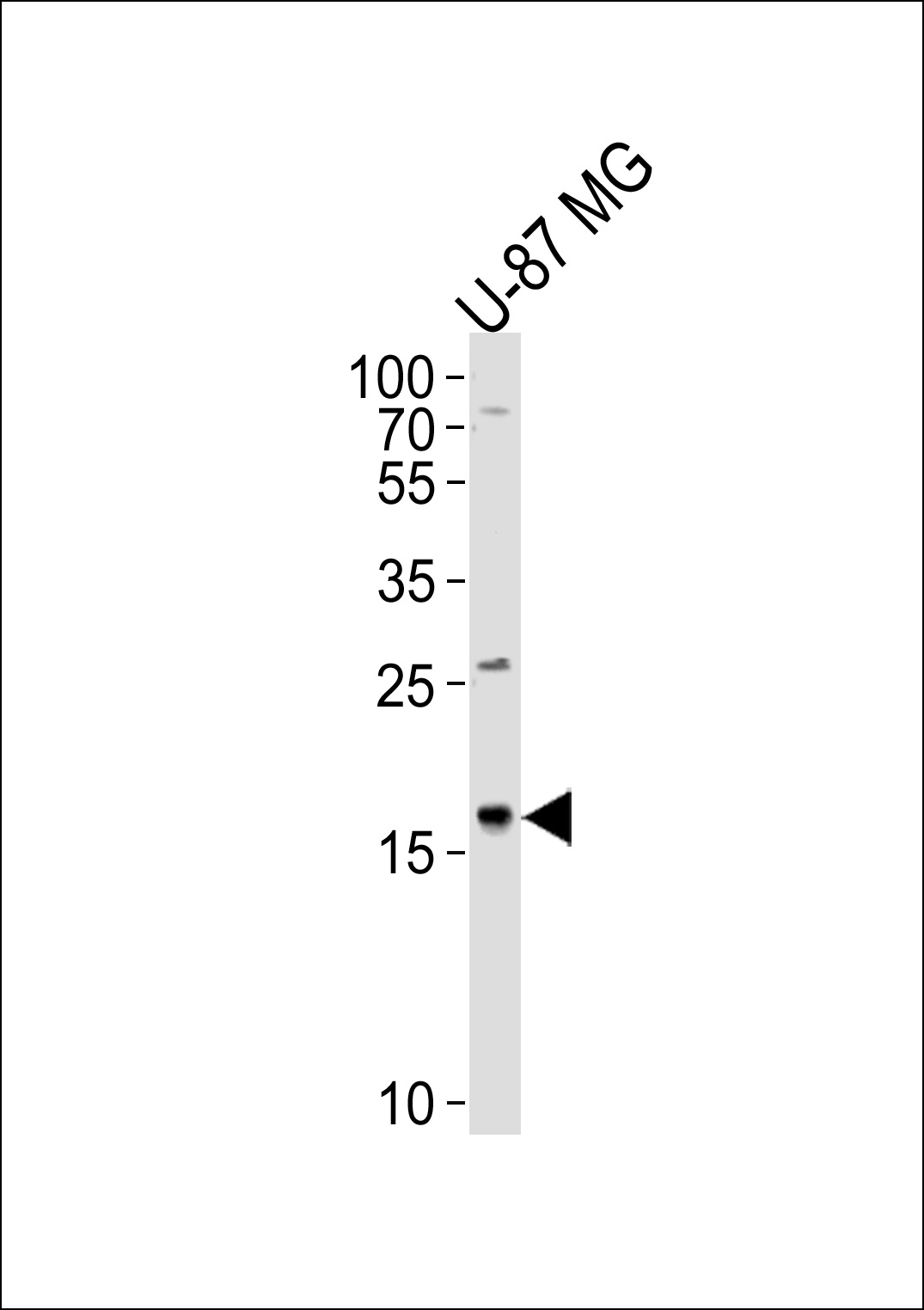 CXCL2 Antibody