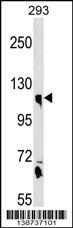 CLSTN1 Antibody