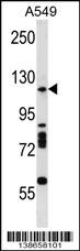 Drosha Antibody