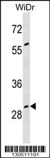 GAS2 Antibody
