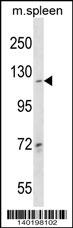 COL19A1 Antibody