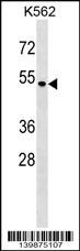 SMAP1 Antibody