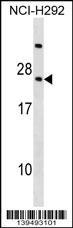 RARRES3 Antibody