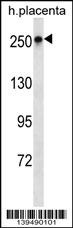 SCRIB Antibody