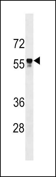 API5 Antibody