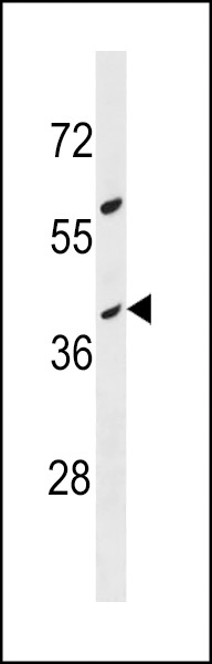 OR10G8 Antibody