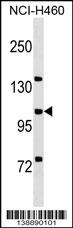 MCF2L Antibody