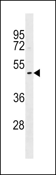DNASE1L1 Antibody