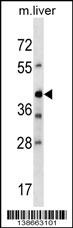 Avpr1b Antibody